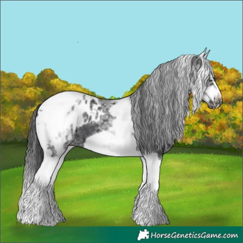 Horse Color:White Spotted Black Splash Tobiano Frame Appaloosa 