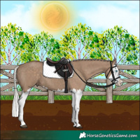 Horse Color:Silver Grullo Splash 