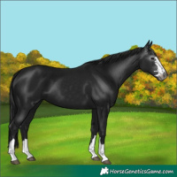 Horse Color:Unknown 