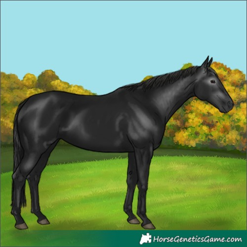 Horse Color:Gray Black 