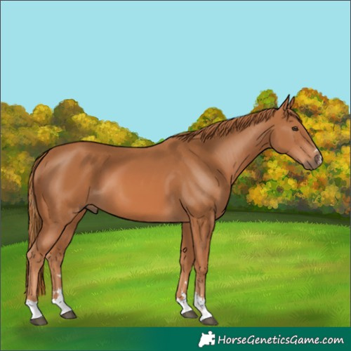 Horse Color:Chestnut 