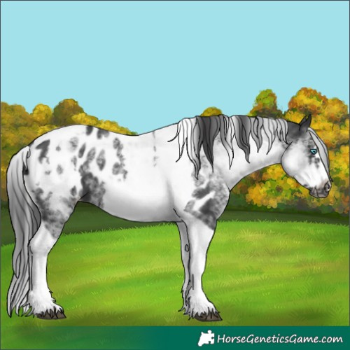 Horse Color:White Spotted Black Splash Tobiano Frame Appaloosa 
