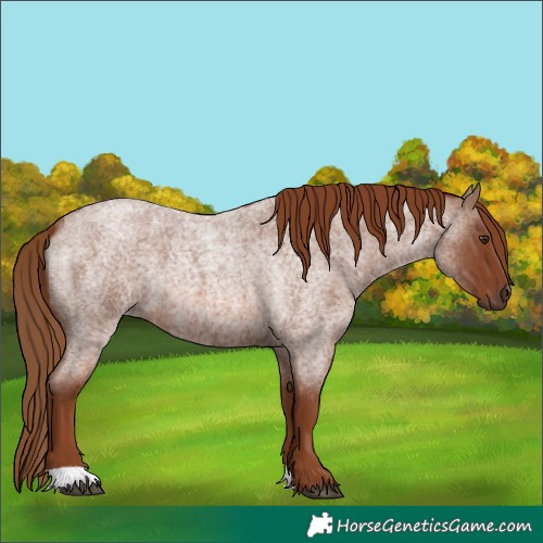 Horse Color:Red Roan