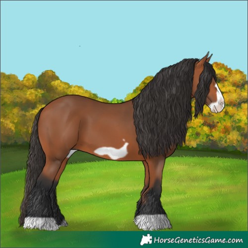 Horse Color:Bay Frame 