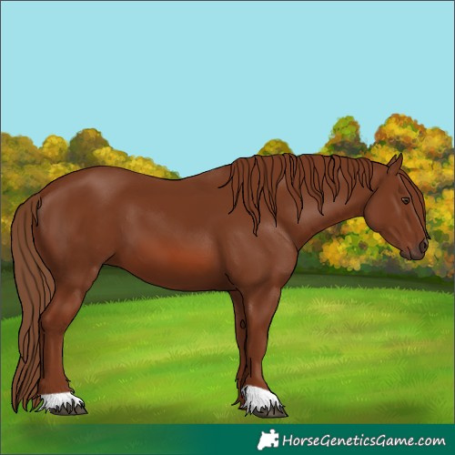 Horse Color:Chestnut 