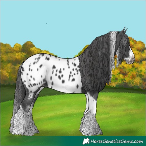 Horse Color:White Spotted Black Splash Tobiano Frame Appaloosa 