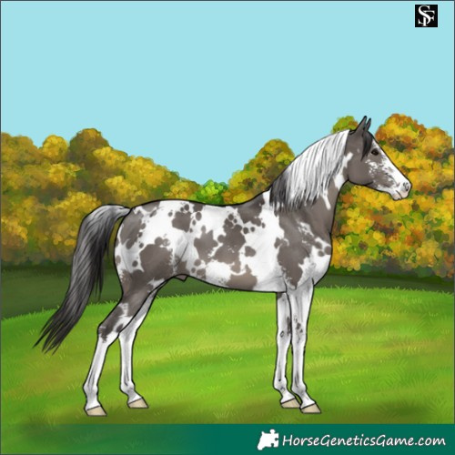Horse Color:White Spotted Smoky Grullo Sabino 