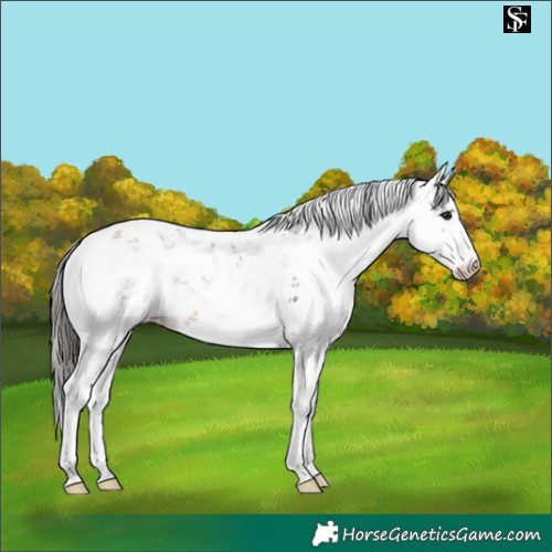 Horse Color:Bay Sabino 