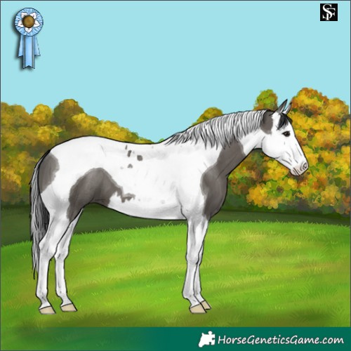 Horse Color:Grullo Splash Tobiano 