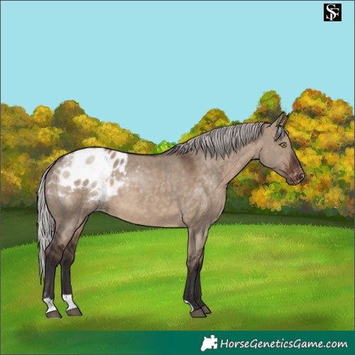 Horse Color:Silver Brown Dun Blanket 