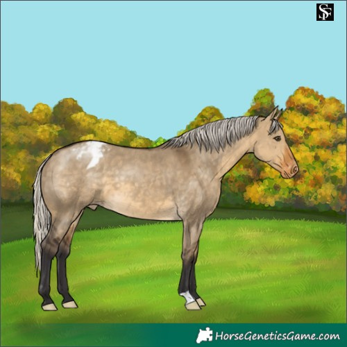 Horse Color:Silver Buckskin Dun Blanket 