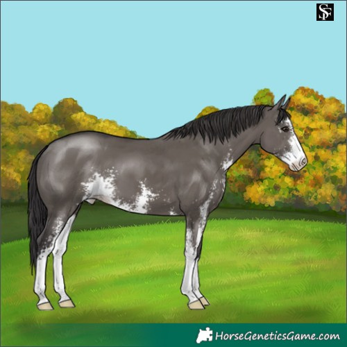 Horse Color:Smoky Grullo Sabino 