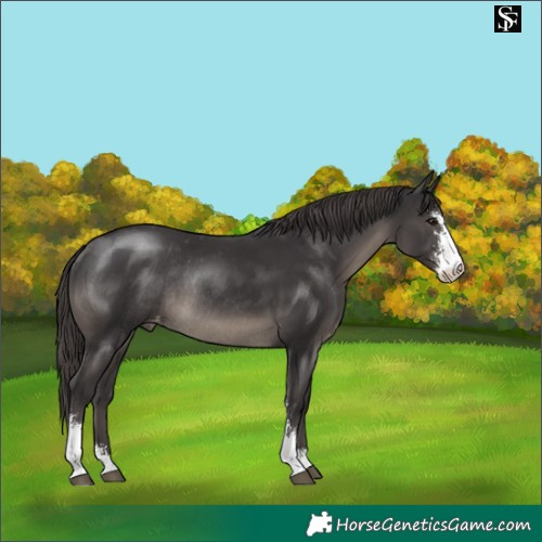 Horse Color:Smoky Black Sabino Varnish Rabicano 