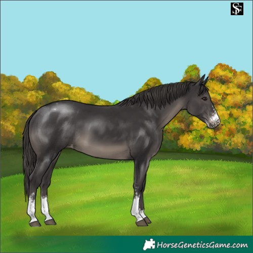 Horse Color:Smoky Black Sabino Blanket 