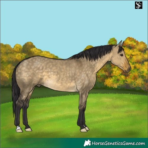 Horse Color:Buckskin Dun 