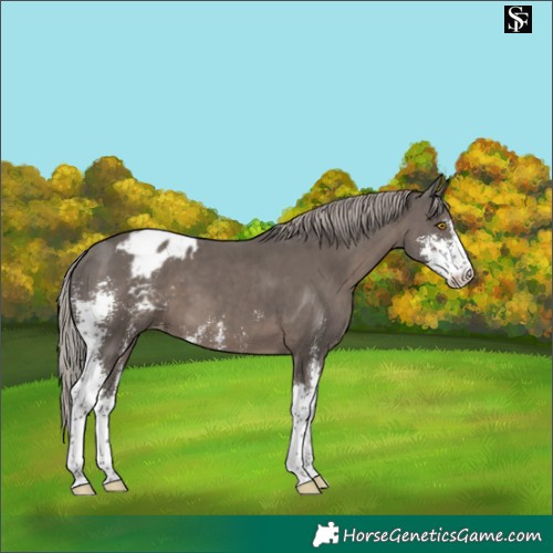 Horse Color:Silver Black Sabino Blanket 