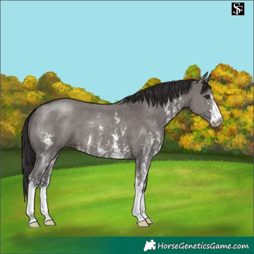 Horse Color:Smoky Grullo Sabino 