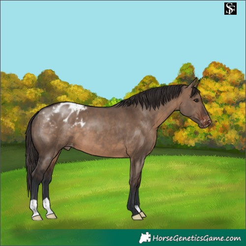 Horse Color:Brown Dun Blanket 