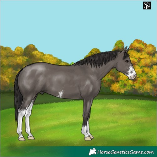 Horse Color:Smoky Grullo Sabino 