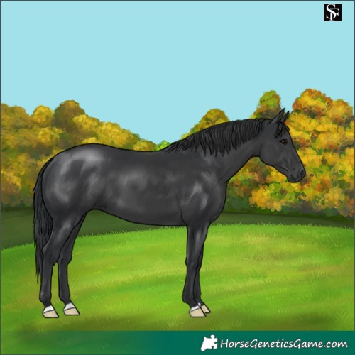 Horse Color:Black 