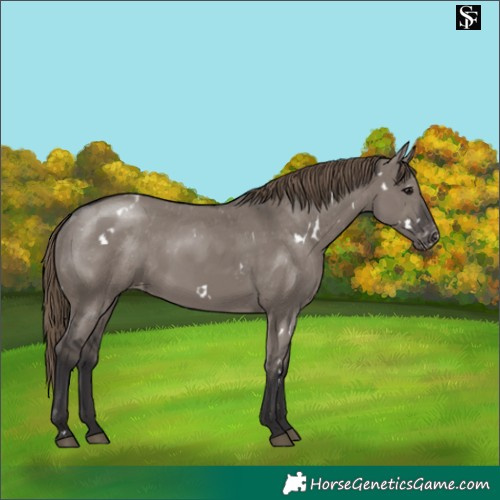 Horse Color:White Spotted Smoky Grullo Varnish Rabicano 