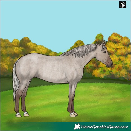 Horse Color:Silver Grullo Roan Rabicano 