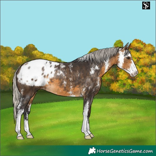 Horse Color:Silver Buckskin Sabino Appaloosa 