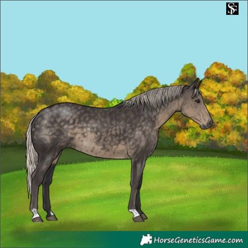Horse Color:Silver Smoky Black 
