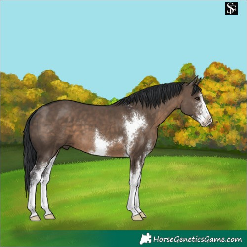 Horse Color:Brown Dun Sabino 