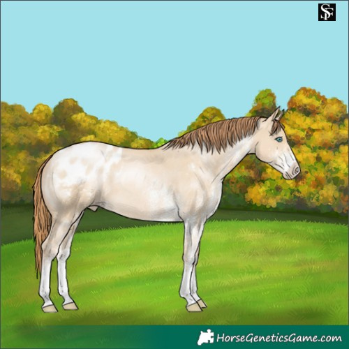 Horse Color:White Spotted Smoky Grullo Pearl Blanket 