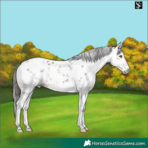 Horse Color:White Spotted Buckskin Sabino 