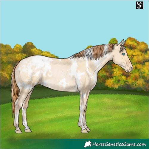 Horse Color:White Spotted Buckskin Pearl Dun Blanket 