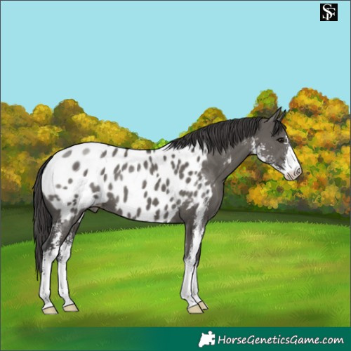 Horse Color:Grullo Sabino Appaloosa