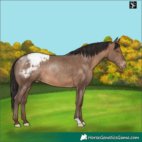 Horse Color:Sable Champagne Appaloosa Rabicano 