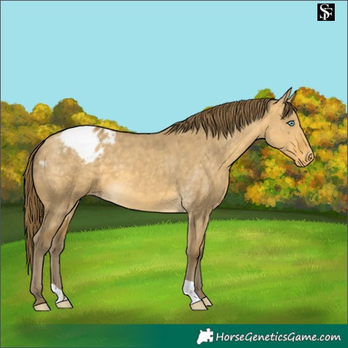 Horse Color:Sable Cream Champagne Dun Appaloosa 