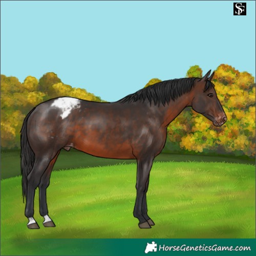 Horse Color:Brown Appaloosa