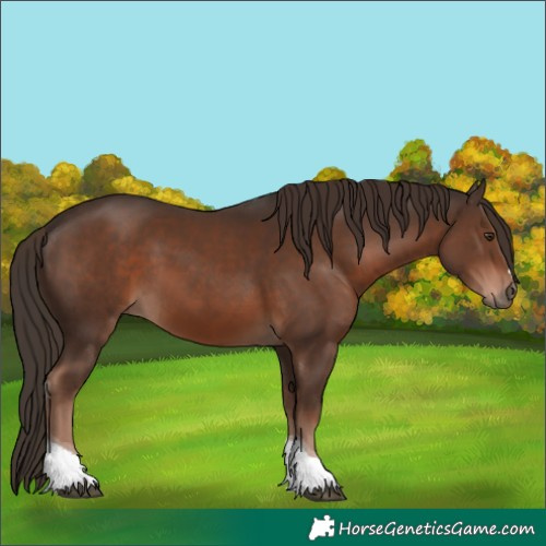 Horse Color:Liver Chestnut Tobiano