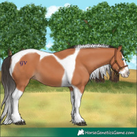 Horse Color:Bay Splash Tobiano