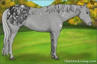 Horse Color:ERROR: UNKNOWN ANOMALY