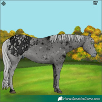 Horse Color:ERROR: UNKNOWN ANOMALY