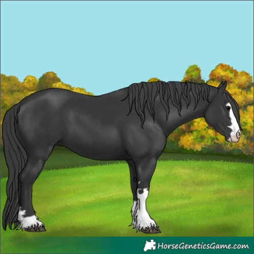 Horse Color:Black 