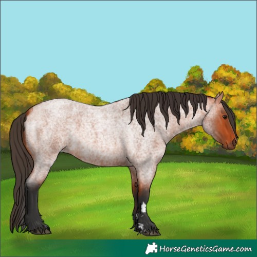 Horse Color:Bay Roan 