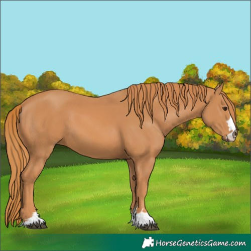 Horse Color:Chestnut 