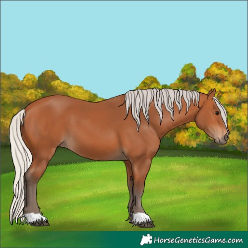 Horse Color:Silver Bay 