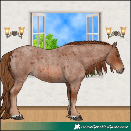Horse Color:Red Roan 