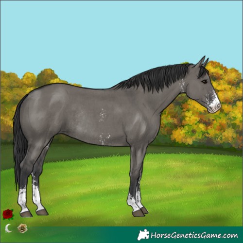 Horse Color:Grullo Sabino Rabicano