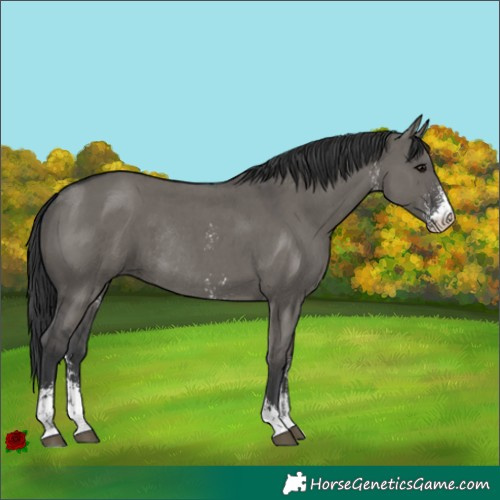 Horse Color:Grullo Sabino Rabicano 