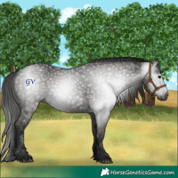 Horse Color:Gray Black