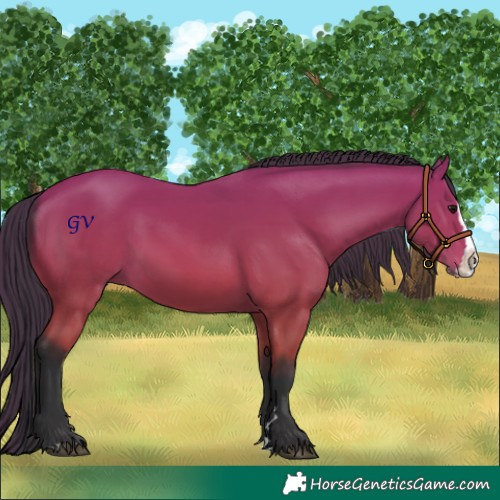 Horse Color:Bay Splash 