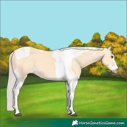 Horse Color:Silver Buckskin Dun Tobiano 